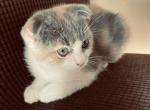 Marble - Scottish Fold Cat For Sale - WI&comma; US