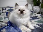 Button - Ragdoll Cat For Sale - Tuscaloosa&comma; AL&comma; US