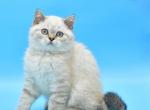 Drago1 - British Shorthair Cat For Sale - Chicago&comma; IL&comma; US