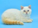 Denis1 - British Shorthair Cat For Sale - Chicago&comma; IL&comma; US