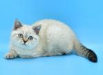 Darin1 - Scottish Straight Cat For Sale - Chicago&comma; IL&comma; US