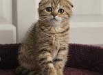 Ginger - Scottish Fold Cat For Sale - Chicago&comma; IL&comma; US