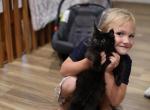 Autumn's Kittens - Maine Coon Cat For Sale - Stevens&comma; PA&comma; US