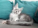 Everest - Maine Coon Cat For Sale - Hollywood&comma; FL&comma; US