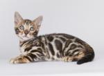 Oaklya - Bengal Cat For Sale - Norwalk&comma; CT&comma; US
