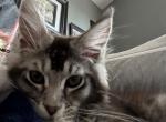 Dorian and Danny - Maine Coon Cat For Sale - Sioux Falls&comma; SD&comma; US