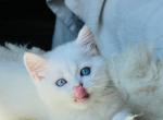 Focus - British Shorthair Cat For Sale - Los Angeles&comma; CA&comma; US