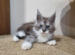 Nicole - Maine Coon Cat For Sale - Miami&comma; FL&comma; US