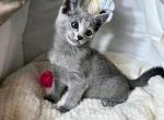 Zizi - Russian Blue Cat For Sale - Hollywood&comma; FL&comma; US