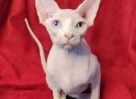 Kamala - Sphynx Cat For Sale - Pembroke Pines&comma; FL&comma; US