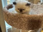 Seal point Finn - Persian Cat For Sale - Charlotte&comma; NC&comma; US