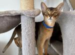 Kitten E Litter 3 - Abyssinian Cat For Sale - Brooklyn&comma; NY&comma; US