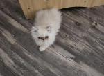 Shy's last litter - Himalayan Cat For Sale - Greenville&comma; OH&comma; US