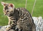 Zoe - Bengal Cat For Sale - Macon&comma; MO&comma; US