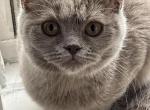 Leyla - British Shorthair Cat For Sale - Brooklyn&comma; NY&comma; US