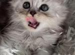 Hunter - Scottish Straight Cat For Sale - Brooklyn&comma; NY&comma; US