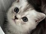 Blanca - Scottish Straight Cat For Sale - Brooklyn&comma; NY&comma; US