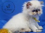 chocolate point persian girl - Himalayan Cat For Sale - Fayetteville&comma; NC&comma; US