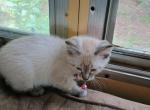 Princess - Siamese Cat For Sale - Holden&comma; MO&comma; US