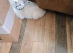 Gram - Siamese Cat For Sale - Holden&comma; MO&comma; US