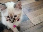 Porcha - Siamese Cat For Sale - Holden&comma; MO&comma; US
