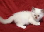 Chocolate Mitted Male in Molly's Litter - Ragdoll Cat For Sale - Sumter&comma; SC&comma; US