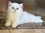 KaylaBritish - British Shorthair Cat For Sale - Sacramento&comma; CA&comma; US