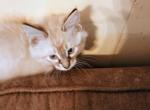 Reba - Siamese Cat For Sale - Holden&comma; MO&comma; US