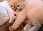 Parris - Siamese Cat For Sale - Holden&comma; MO&comma; US