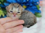 Black Golden tabby British Shorthair boy - British Shorthair Cat For Sale - Spokane&comma; WA&comma; US