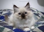 Snap - Ragdoll Cat For Sale - Tuscaloosa&comma; AL&comma; US