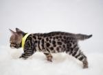 Sweet peas - Bengal Cat For Sale - Arvada&comma; CO&comma; US