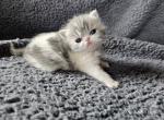 Leo - Exotic Cat For Sale - Bois D Arc&comma; MO&comma; US