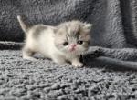 Orion - Exotic Cat For Sale - Bois D Arc&comma; MO&comma; US