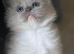 ON HOLD MINK kitten Kats Ravishing Ragdolls - Ragdoll Cat For Sale - Lancaster&comma; PA&comma; US