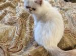 Prissy exotic female shorthair - Exotic Cat For Sale - Charlotte&comma; NC&comma; US