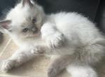 READY Elliot Kats Ravishing Ragdolls - Ragdoll Cat For Sale - Lancaster&comma; PA&comma; US