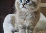 Seal mink lynx - Ragdoll Cat For Sale - Farmville&comma; VA&comma; US