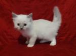 Blue Mitted Male in Molly's Litter - Ragdoll Cat For Sale - Sumter&comma; SC&comma; US