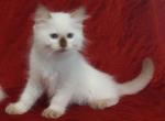 Chocolate Point Male in Rhapsody's Litter - Ragdoll Cat For Sale - Sumter&comma; SC&comma; US