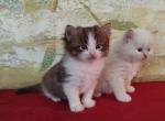 Chocolate Bicolor Male in Cinnatta's Litter - Ragdoll Cat For Sale - Sumter&comma; SC&comma; US
