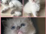 READY Ragdoll kittens Kats Ravishing Ragdolls - Ragdoll Cat For Sale - Lancaster&comma; PA&comma; US