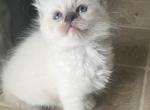 READY Ellie Kats Ravishing Ragdolls - Ragdoll Cat For Sale - Lancaster&comma; PA&comma; US