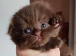 Waiting list is open - Scottish Fold Cat For Sale - 