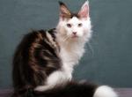 Ulius - Maine Coon Cat For Sale - Miami&comma; FL&comma; US