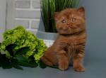 Salvador - Scottish Straight Cat For Sale - Pembroke Pines&comma; FL&comma; US