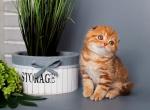 Simba 1 - Scottish Fold Cat For Sale - Pembroke Pines&comma; FL&comma; US