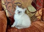 Stephen - Ragdoll Cat For Sale - Los Angeles&comma; CA&comma; US