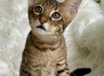 Goldie F2 - Savannah Cat For Sale - Bradenton&comma; FL&comma; US
