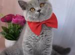 Female blue color spayed - British Shorthair Cat For Sale - Glendale&comma; CA&comma; US